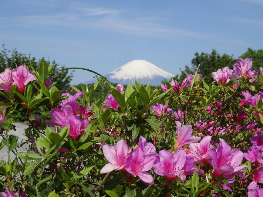 中井中央公園で撮られた富士山とつつじの写真