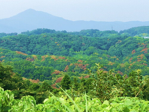 青々とした木々の所々に赤褐色に変色した木々がある写真