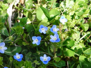 青い小さな花を咲かせるオオイヌノフグリの写真