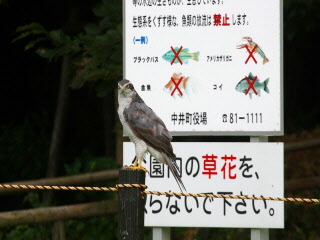 ロープにとまり休んでいる大鷹の写真