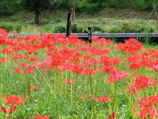 赤い彼岸花の写真
