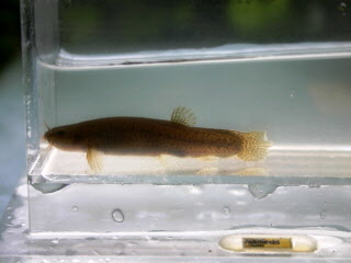 水槽に入るホトゲドジョウの成魚の写真