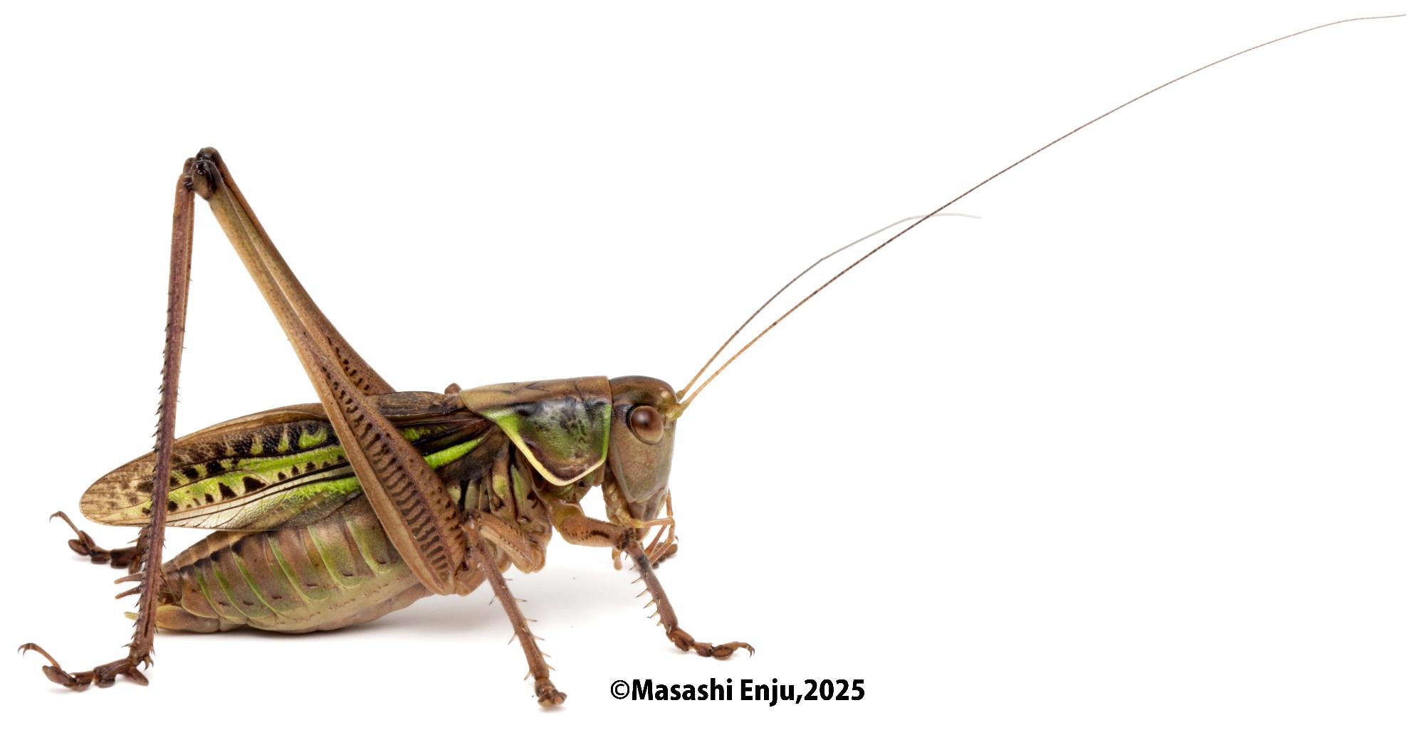 ヒガシキリギリス