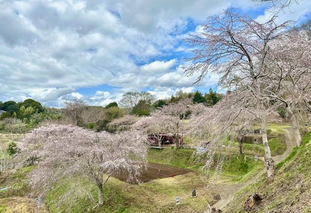見ごろを迎えたまつもと滝桜の写真