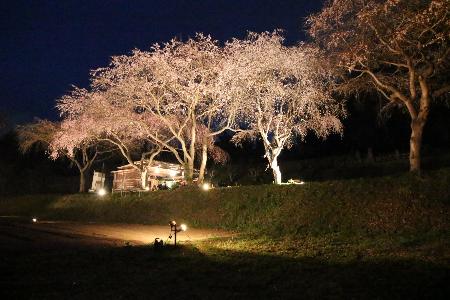 桜がライトアップされている写真