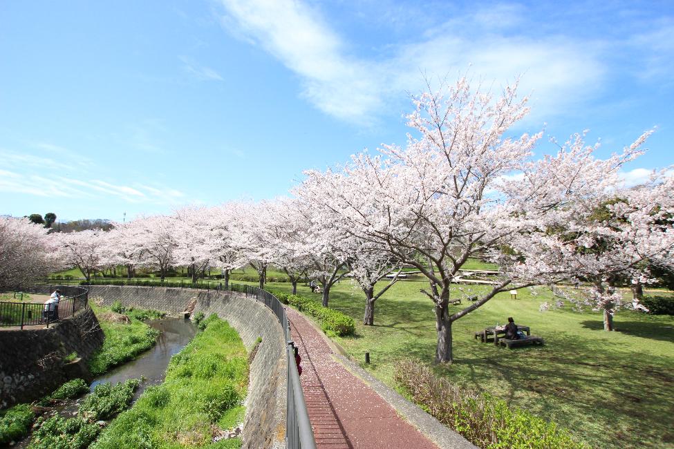 厳島湿生公園の桜と葛川の写真