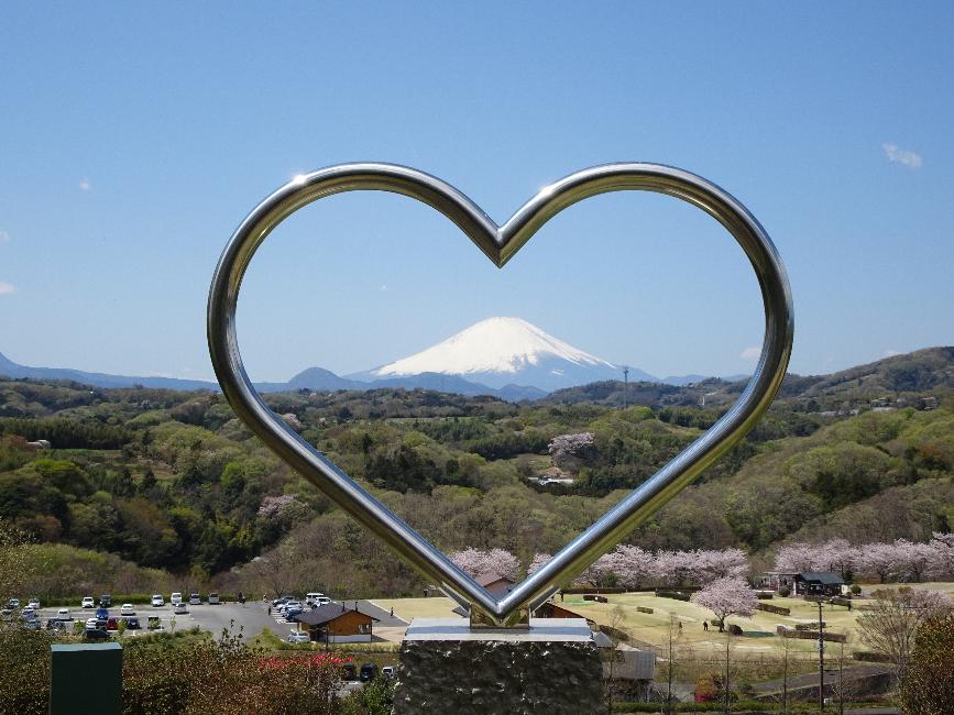 中井中央公園ハートの丘から見た富士山と桜の写真