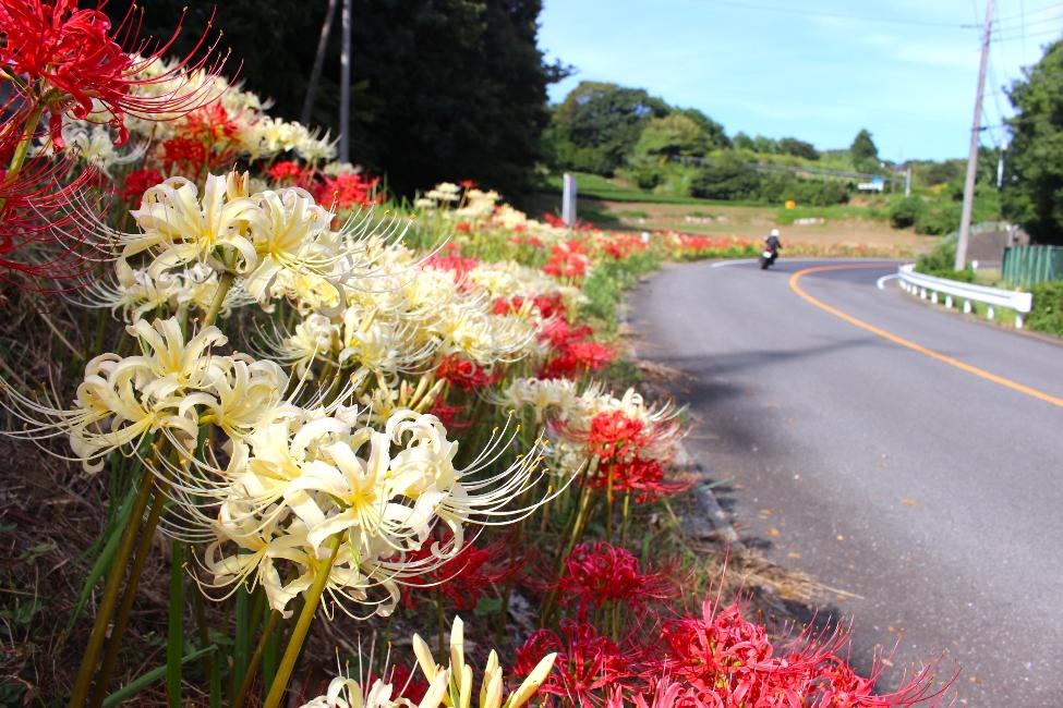 道路沿いに咲く赤と白の彼岸花