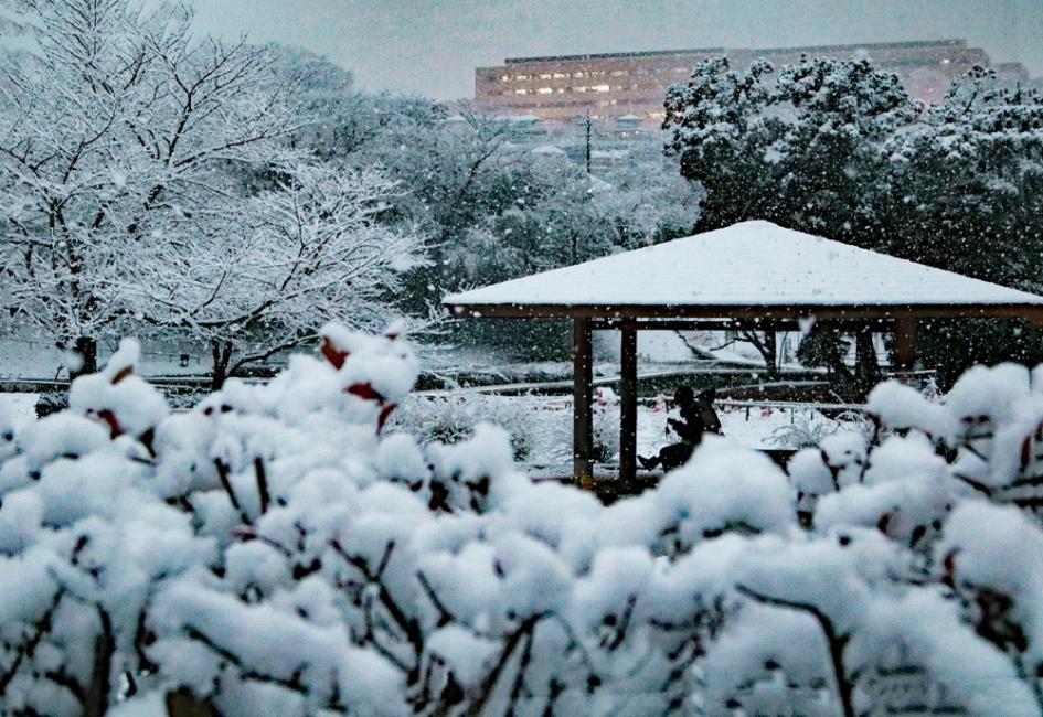 雪降る中の語り合い 相原正宏氏が撮影した雪の厳島湿生公園の写真