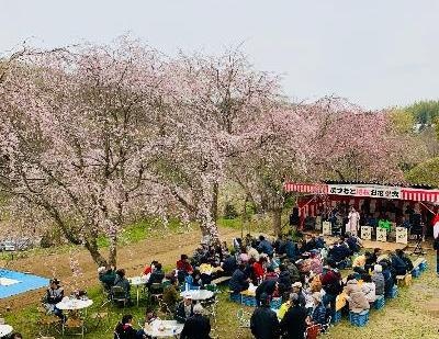 まつもと滝桜お花見会で桜を楽しむ様子の写真