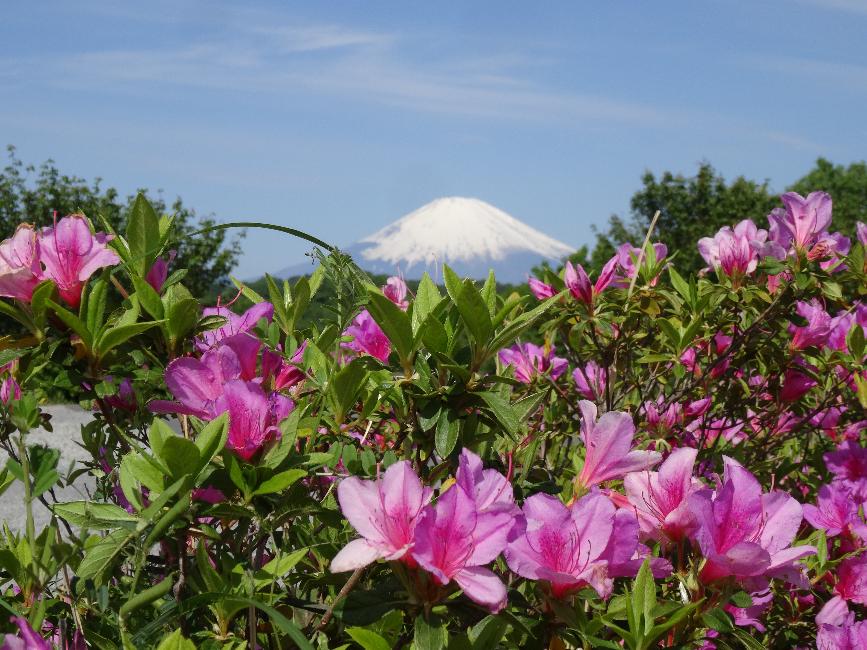 中井中央公園から見た富士山とつつじの写真