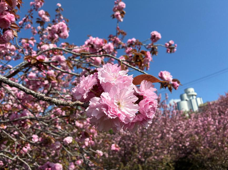 八重桜と砂口配水池の写真