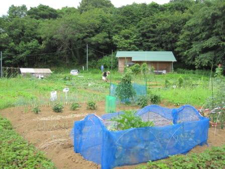 綺麗に耕された畑に、畝ごとに種類の違う野菜が植えられ、虫よけの網が設置されている富士見台ふれあい農園の写真