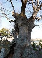 太く大きな木の幹に大きな穴が開いており、太い幹から枝が伸び葉が生い茂っている欅（ケヤキ）の写真