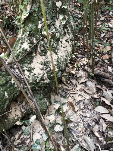 木の根元や落ち葉に木くずが溜まっている写真