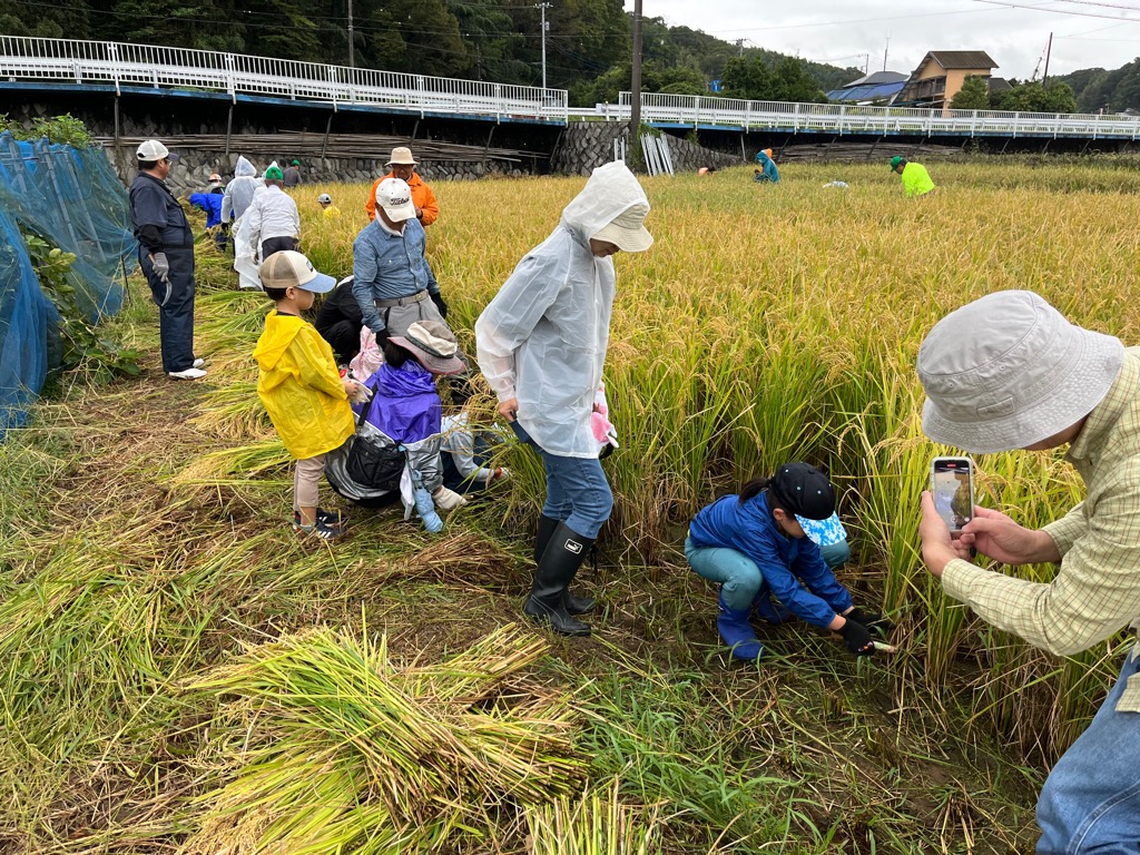 雨の中でも稲刈りを楽しんでいる大勢の人の写真