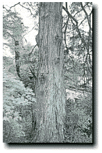 太くしっかりとした幹の 糸檜葉（イトヒバ）の幹を写した写真
