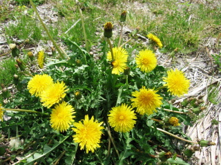 黄色い花を咲かせるタンポポの写真