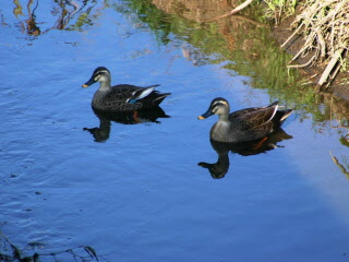 青空が湖面に映り、2匹並んで泳ぐカモの写真