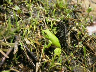 葉っぱにとまる緑色のシュレーゲルアオガエルの写真