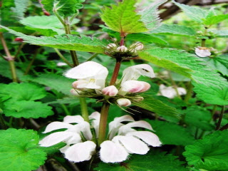 白い花をつけたオドリコソウの写真