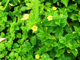 黄色く小さな花をつけたミゾホオズキの写真