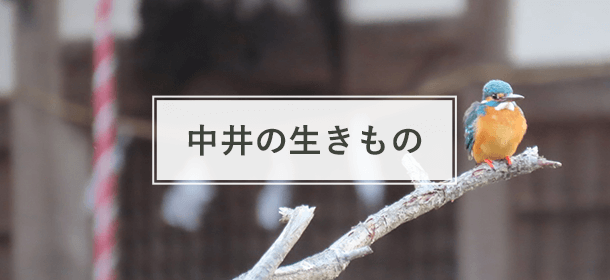 中井の生きもの