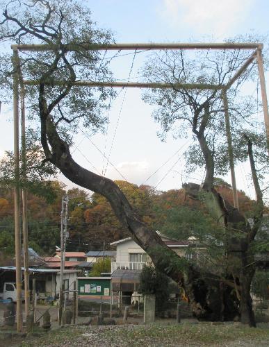 中井のえんじゅ