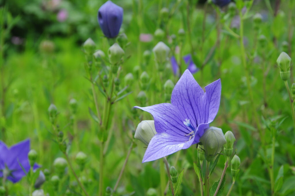 青紫の五枚の花びらをもつ、ききょうの花が緑の葉の中咲く写真